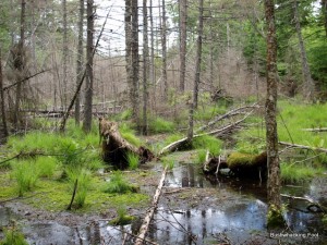 Beaver-created swamp