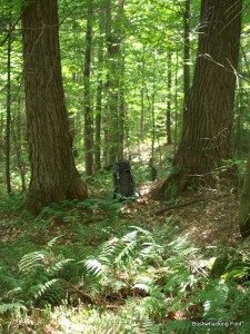 Backpack between large hemlocks