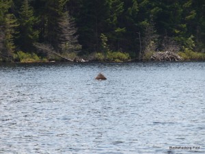 Shark fin-like rock at West Pond