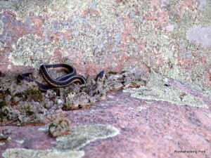 Garter snake on rock