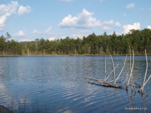 View of West Pond to the east