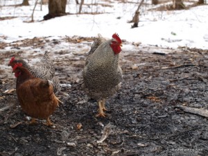 Rooster and a couple hens