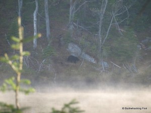 Black bear at Cropsey Pond