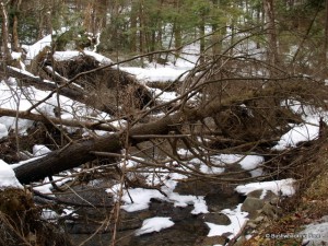 Downed hemlocks along Hoxie Gorge stream