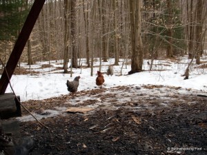 Chickens fleeing Hoxie Gorge lean-to