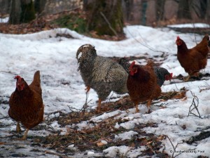 Five chickens of Hoxie Gorge