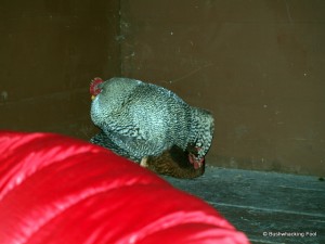 Sleeping chickens in Hoxie Gorge lean-to