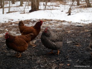 Chickens at Hoxie Gorge lean-to