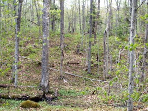 View toward Cropsey Pond