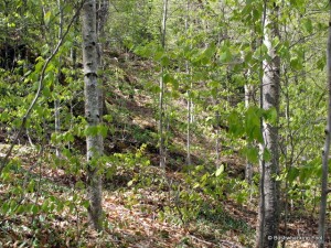 Forest climbing to Cropsey Pond