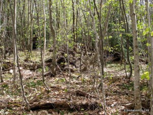 Regenerating blowdown on the way to Cropsey Pond