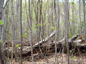 Regenerating blowdown southeast of Cropsey Pond