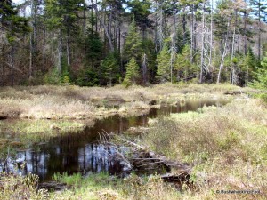 Cropsey Pond's southern inlet