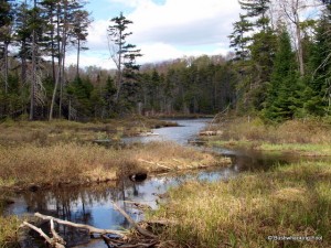 Southern inlet stream flowing into Cropsey Pond