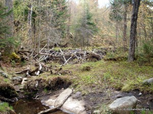 Huge beaver dam