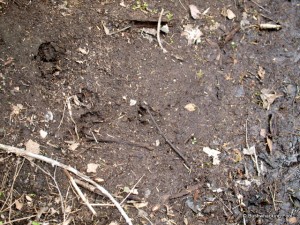 Canine tracks