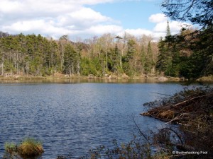 Cropsey Pond