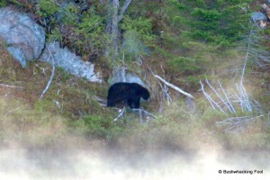 Black bear at Cropsey Pond