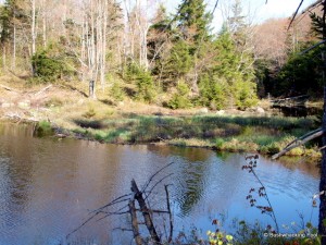 Beaver dam at geese pond