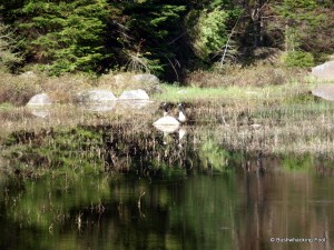 Honking Canada geese