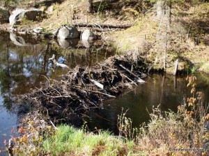 Beaver dam along Cropsey outlet