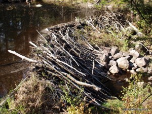 Beaver dam along Cropsey outlet