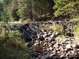 Beaver dam along Cropsey outlet