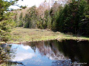 Beaver dam along unnamed stream