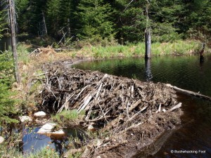 Beaver dam along unnamed stream