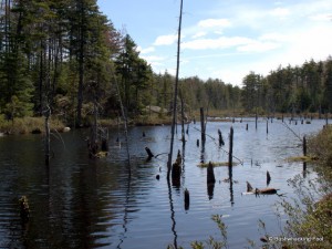 Crossed beaver dam along unnamed stream