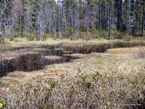 Bog near beaver dam crossing