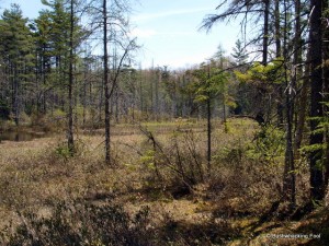 View toward bog's eastern portion