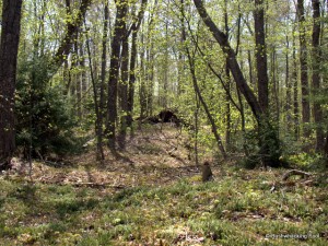 Forest near lunch spot