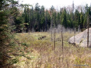 Beaver meadow along Deer Pond outlet