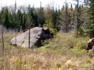 Glacial erratic at beaver meadow