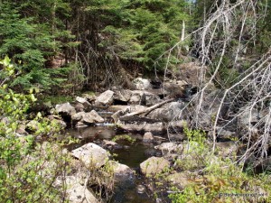 Deer Pond outlet stream