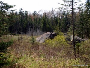 Water filtering along the Deer Pond outlet