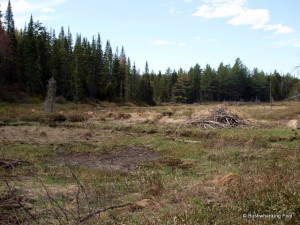 Beaver meadow west of Deer Pond