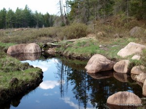 Deer Pond outlet in beaver meadow