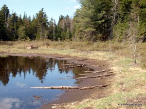 Shoreline of pond in beaver meadow