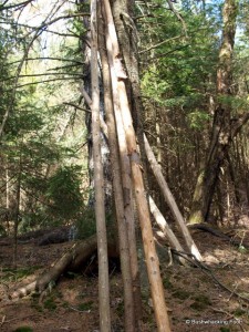 Cut poles at old campsite