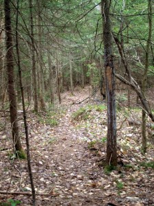 Southern portion of hunter's trail