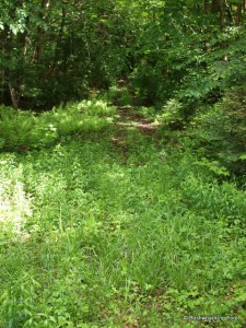 Trail leaving the Oswgatchie River