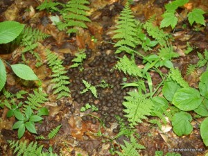 Moose droppings along the Upper South Pond Trail