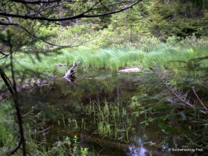 Lower South Pond outlet