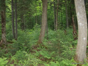 Forest near Lower South Pond