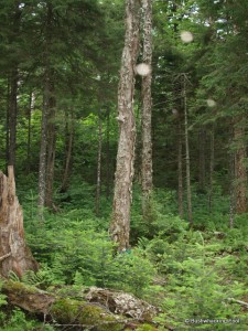 Forest along Lower South Pond