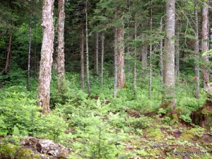 Forest along Lower South Pond