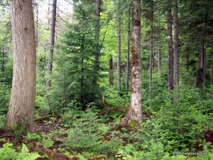 Forest along Lower South Pond's shoreline