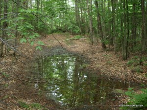 Puddle along Upper South Pond Trail